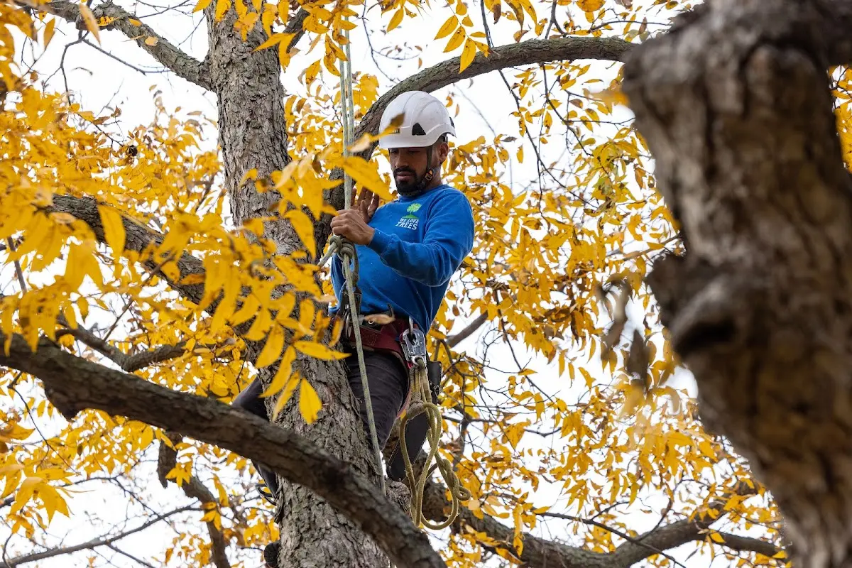 Skilled Emergency Tree Service crew working in Washington